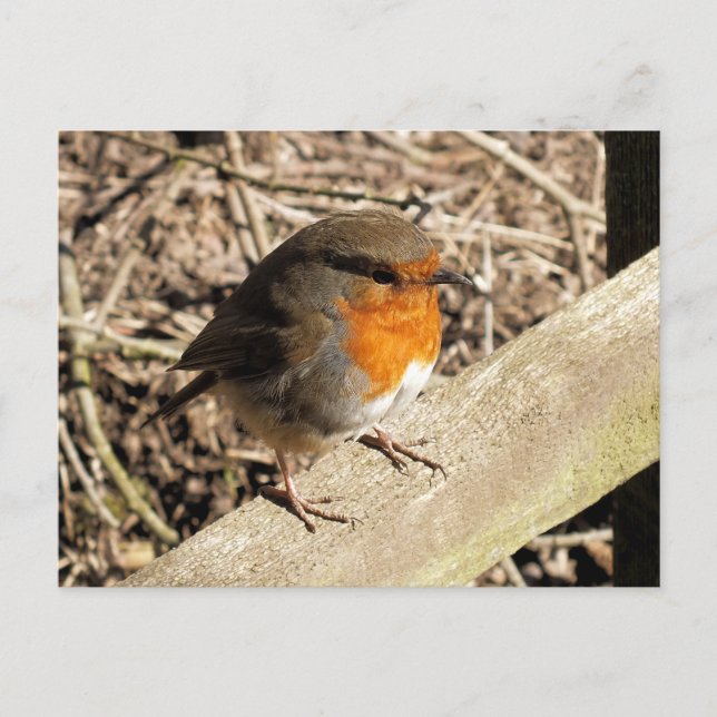 ROBINS POSTKARTE (Vorderseite)