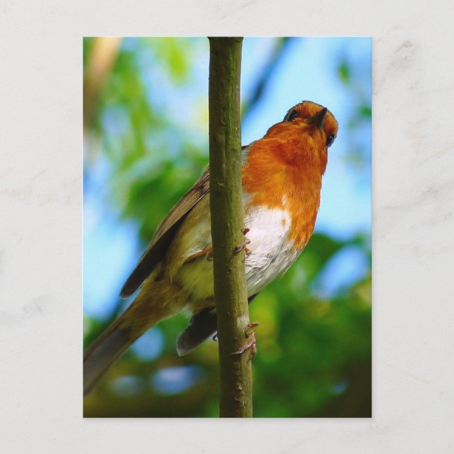 ROBINS POSTKARTE (Vorderseite)