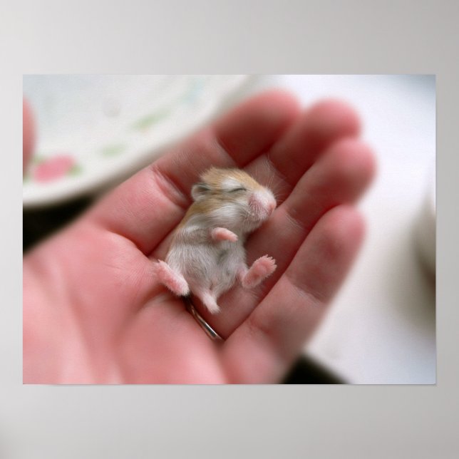 Robo Pup Poster (Vorne)