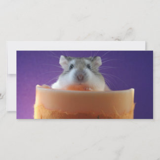 Roborovksi Hamster Fotokarte
