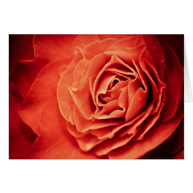 robustes Leben (Vorderseite (Horizontal))