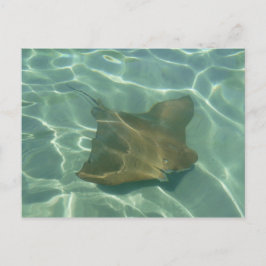 Rochen im Meer Postkarte Grußkarte