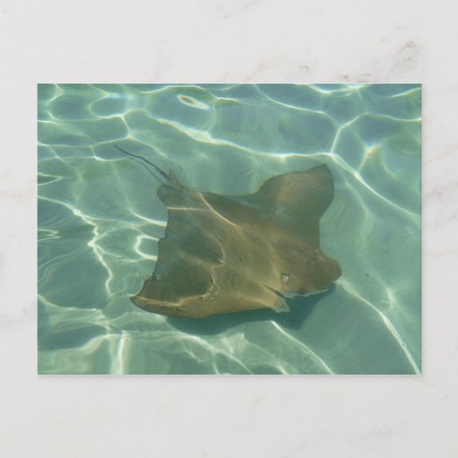 Rochen im Meer Postkarte Grußkarte (Vorderseite)