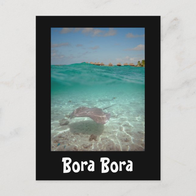 Rochen unter dem Wasser in Bora Bora schwarze Kart Postkarte (Vorderseite)