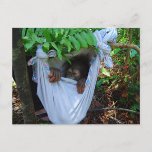 Rock a Bye Baby Orangutan Postkarte