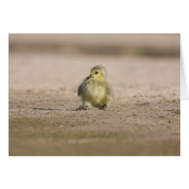Rock-A Bye Gosling (Vorderseite (Horizontal))