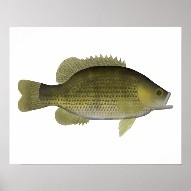 Rock Bass Poster (Vorne)