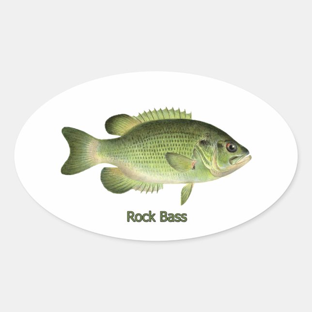 Rock Bass - Redeye Ovaler Aufkleber (Vorderseite)