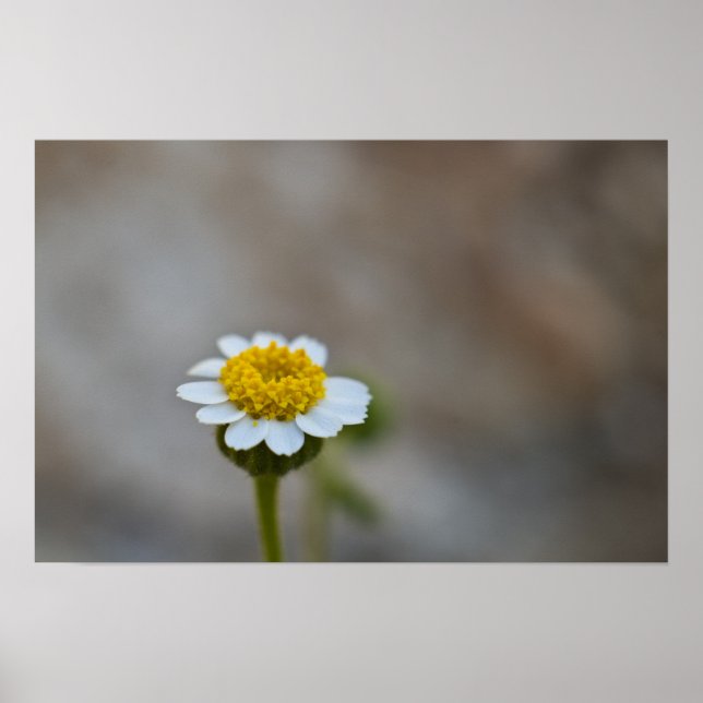 Rock Daisy Poster (Vorne)