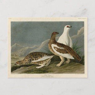 Rock Grous (Ptarmigan), Audubons Vögel von Amerika Postkarte
