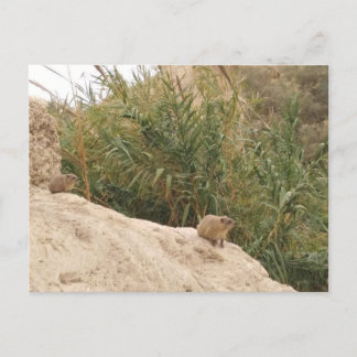 Rock Hyrax, Ein Gedi, Israel Postkarte