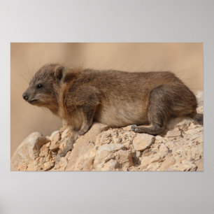 Rock Hyrax Poster