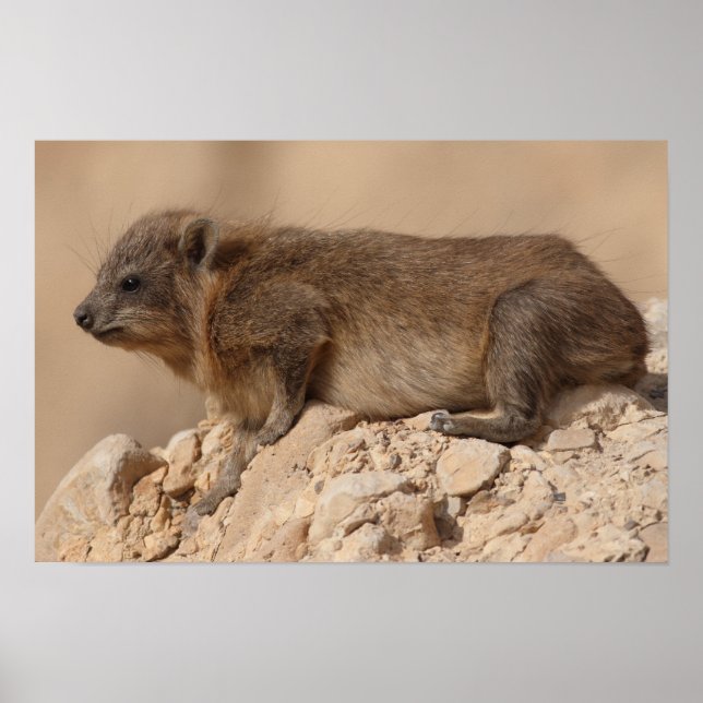 Rock Hyrax Poster (Vorne)
