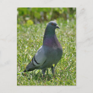 Rock Pigeon Foto Postcard Postkarte