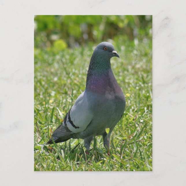 Rock Pigeon Foto Postcard Postkarte (Vorderseite)