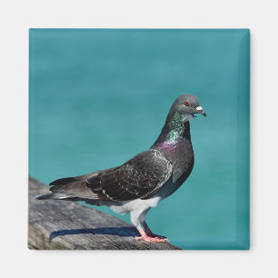 Rock Pigeon Magnet