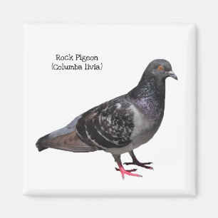Rock Pigeon Magnet