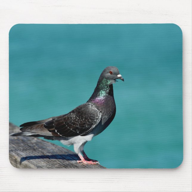 Rock Pigeon Mousepad (Vorne)