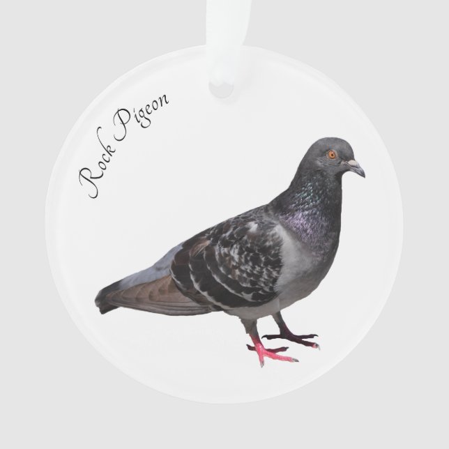 Rock Pigeon Ornament (Vorderseite)