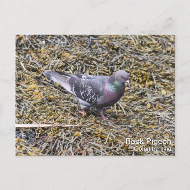 Rock Pigeon Postkarte (Vorderseite)