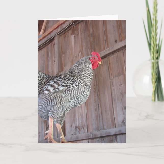 Rock Rooster in alter Scheune Karte (Vorderseite)