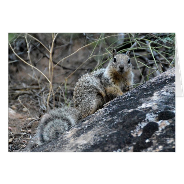 Rock Squirrel (Vorderseite (Horizontal))