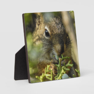 Rock Squirrel Desktop Plaque Fotoplatte