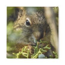 Rock Squirrel Magnet