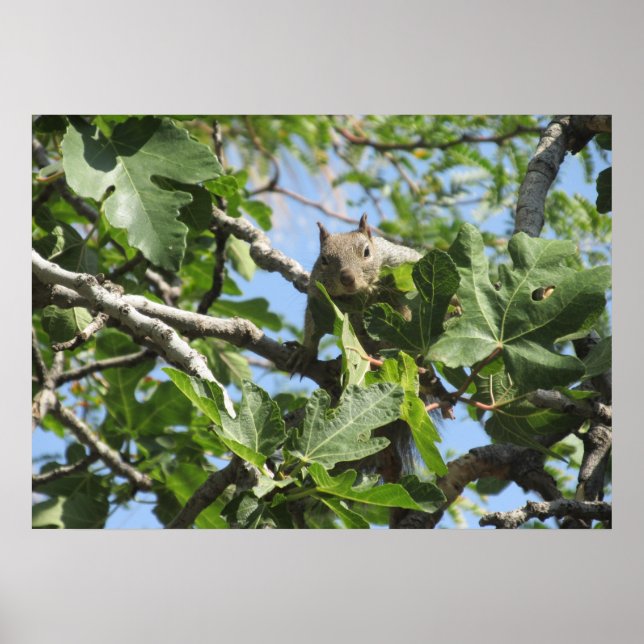 Rock Squirrel Poster (Vorne)