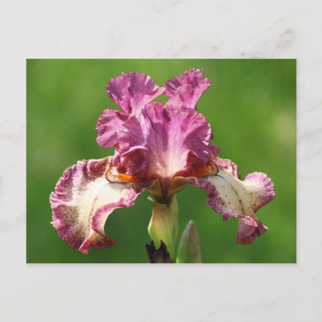 "Rock Star" Iris Fotografie Postkarte (Vorderseite)