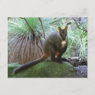 Rock Wallaby Postcard Postkarte