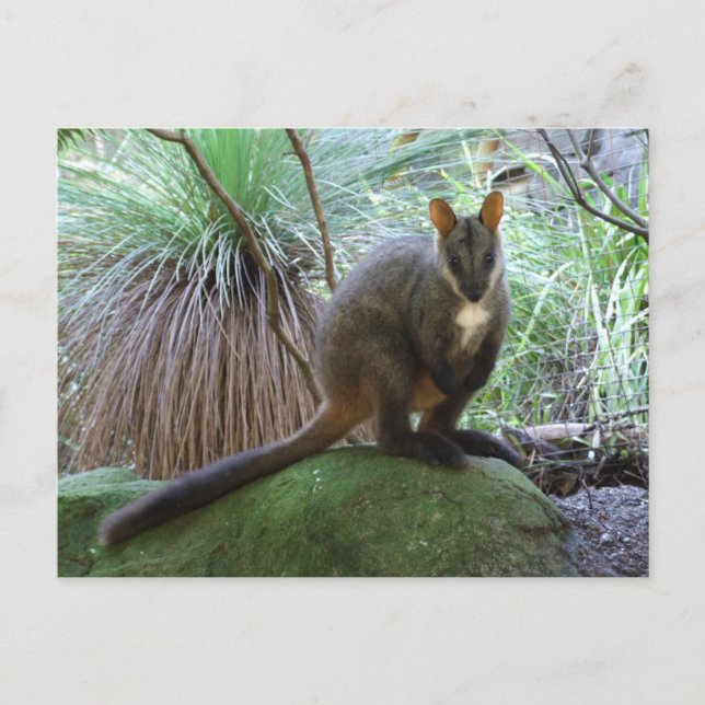 Rock Wallaby Postcard Postkarte (Vorderseite)