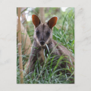 Rock Wallaby Postkarten