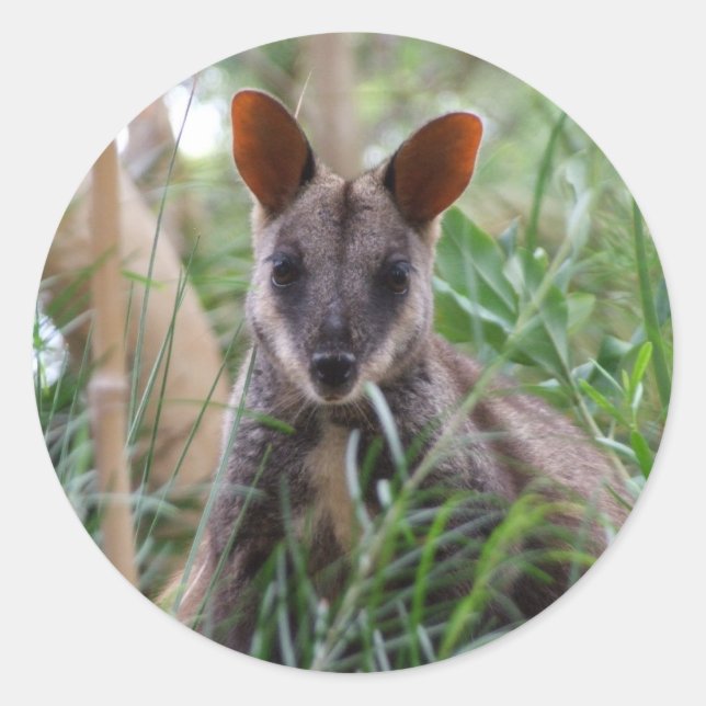Rock Wallaby Stickers (Vorderseite)