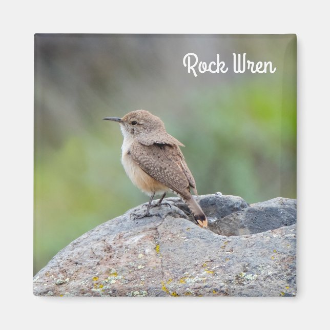 Rock Wren Magnet (Vorne)