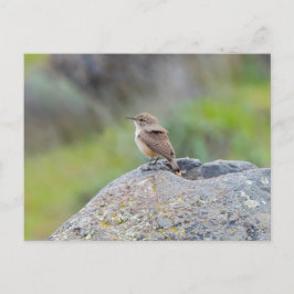 Rock Wren Postkarte