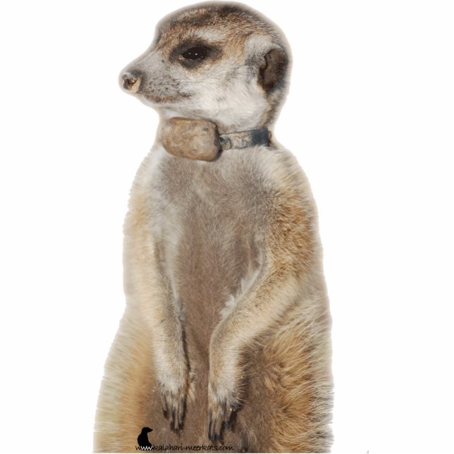 Rocket-Hund - Foto-Skulptur Freistehende Fotoskulptur (Vorne)