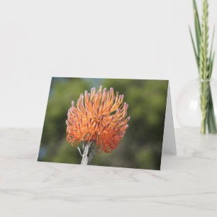 Rocket pincushion protea karte
