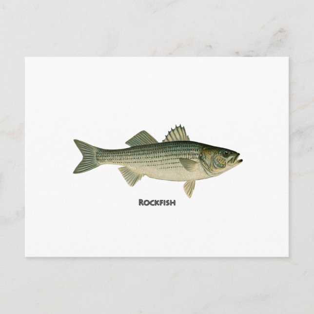 Rockfish-Logo Postkarte (Vorderseite)
