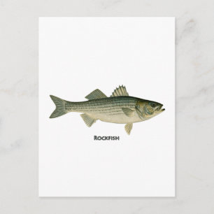 Rockfish-Logo Postkarte