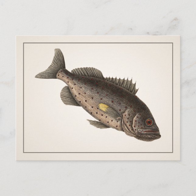 Rockfish-Postkarte - Stil I Postkarte (Vorderseite)