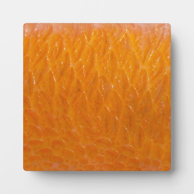 Rockfish Skin Fotoplatte (Vorderseite)