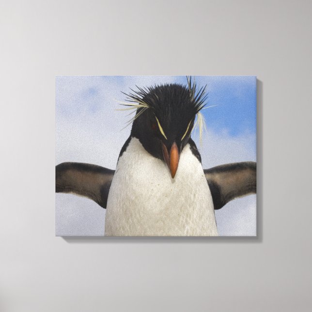 Rockhopper Penguin Eudyptes chrysocome Leinwanddruck (Vorderseite)
