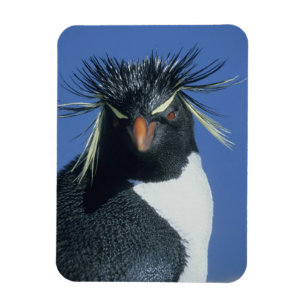 Rockhopper Penguin (Eudyptes chrysocome) Magnet