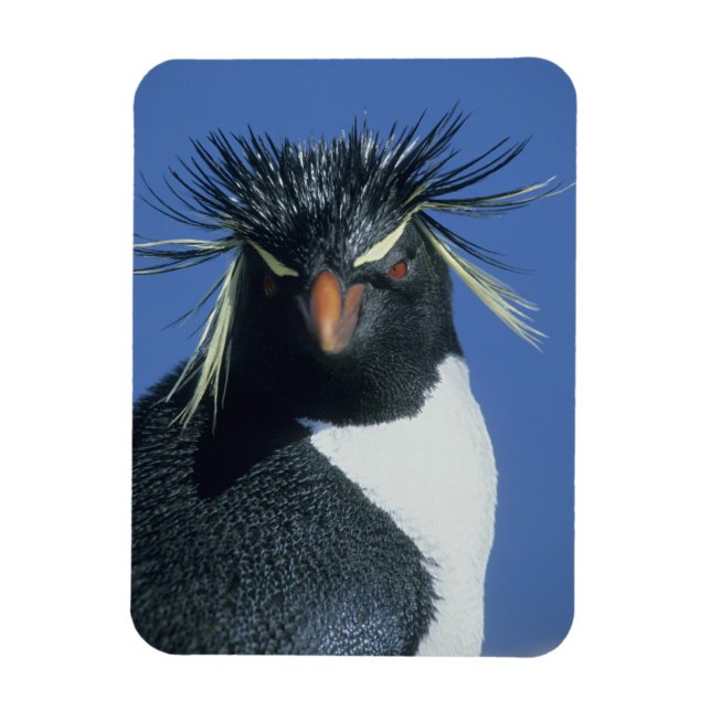 Rockhopper Penguin (Eudyptes chrysocome) Magnet (Vertikal)