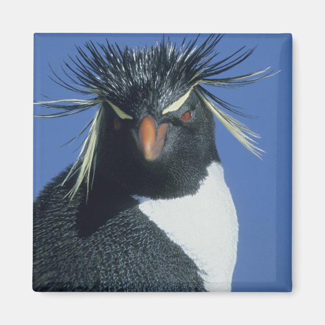 Rockhopper Penguin (Eudyptes chrysocome) Magnet (Vorne)