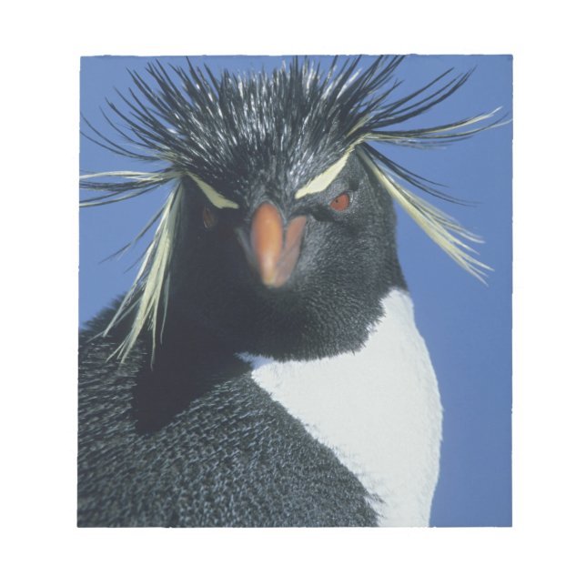 Rockhopper Penguin (Eudyptes chrysocome) Notizblock (Vorderseite)