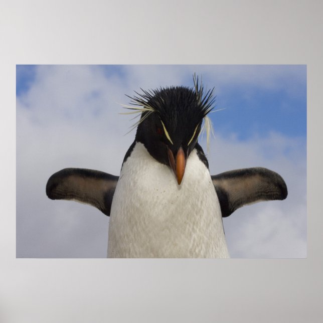 Rockhopper Penguin Eudyptes chrysocome Poster (Vorne)