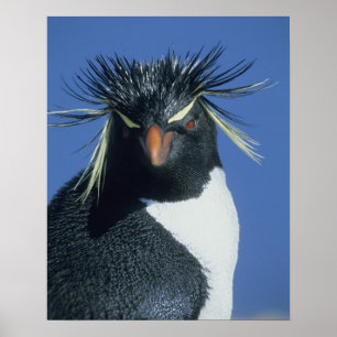 Rockhopper Penguin (Eudyptes chrysocome) Poster