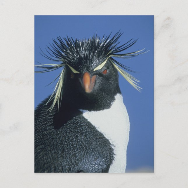 Rockhopper Penguin (Eudyptes chrysocome) Postkarte (Vorderseite)